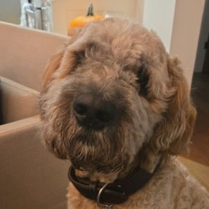 Meet your Posher, Gabriel